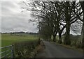 Tree-lined Craigton Road