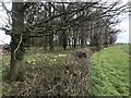 Sheltered primroses