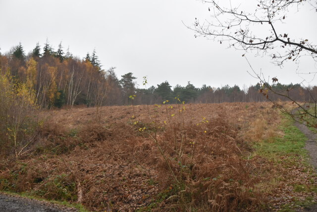 Cleared area, Hargate Forest © N Chadwick :: Geograph Britain and Ireland