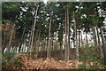 Conifers, Hargate Forest