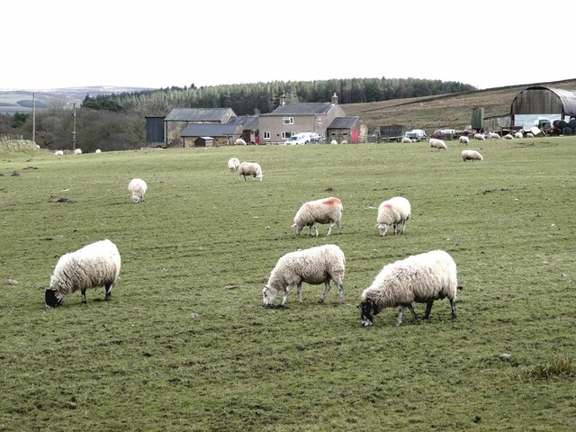 Sheep grazing at Waterloo Farm