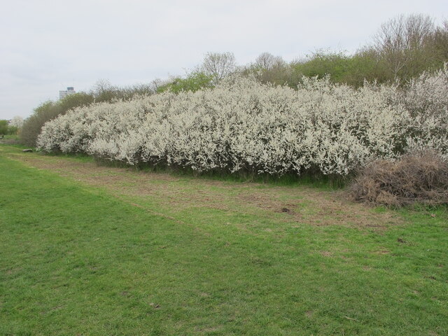 Blackthorn bushes with blossom, Wormwood Scrubs