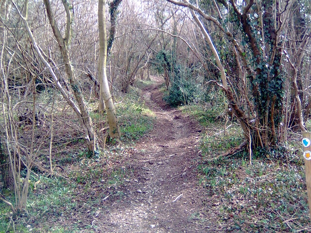 Winding path in Six Acre Wood - West Malvern
