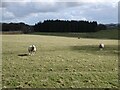 Sheep at Redpeth Farm