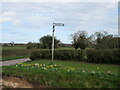 Signpost with spring flowers