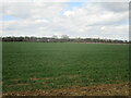 Autumn sown crop near Halfmoon Plantation