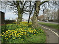 Daffodils by Brigg Road