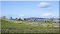 Field with cattle beyond dry stone wall