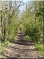 Track through Blean Wood, Dargate