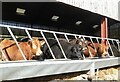 Cattle in Holly Hill Farm, Dargate