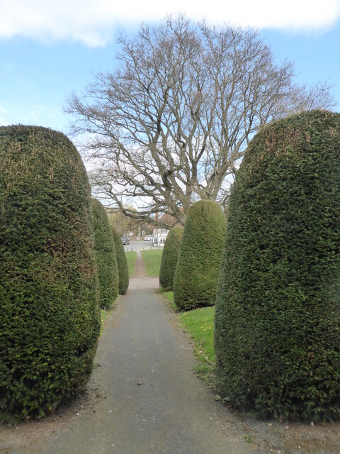 Churchyard path with topiary, Hernhill