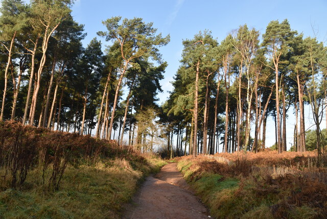 Sandstone Trail, Delamere Forest © N Chadwick Cc-by-sa/2.0 :: Geograph ...