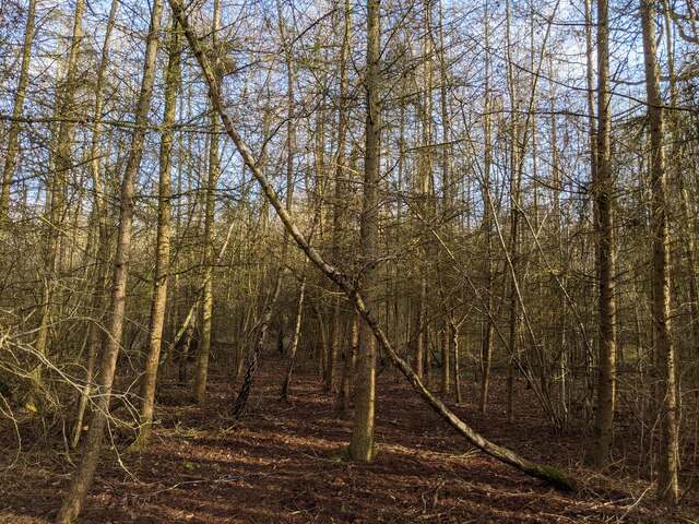 A sideways birch