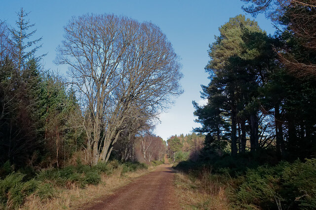 The Military Road near Knockbain