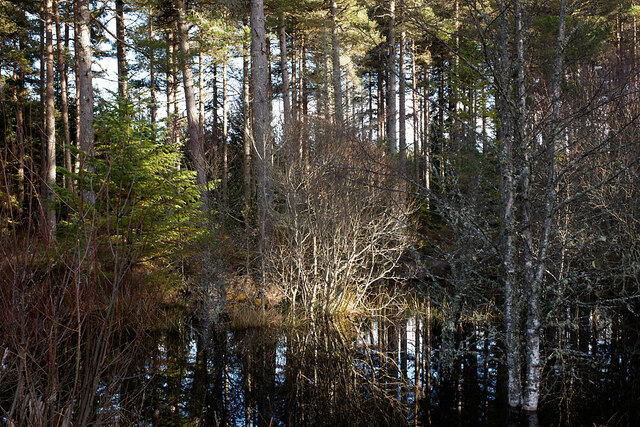 The seasonal pond/bog in Bogbuie Wood