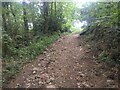 A stony track through woodland near Bojewan