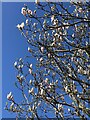 Magnolia bursting into bloom