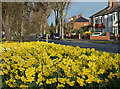 Daffodils on Kingston Road, Willerby