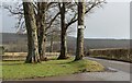 Sunlit trees at Munlochy Mains