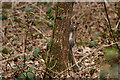 TQ3464 : Grey Squirrel by Peter Trimming