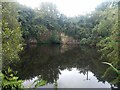 A flooded quarry in the woods