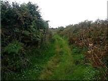 SW4525 : A little-used farm track near Castallack by David Medcalf