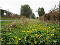 Roadside celandines