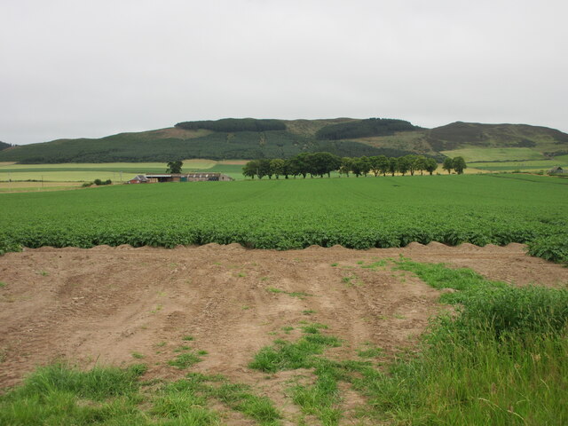 Potato field near Peattie