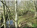 Daffodils on the banks of the Small Burn