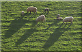 SX8864 : Sheep, Cockington valley by Derek Harper