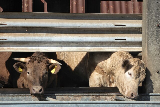 Cattle at Luddenham Court Farm,