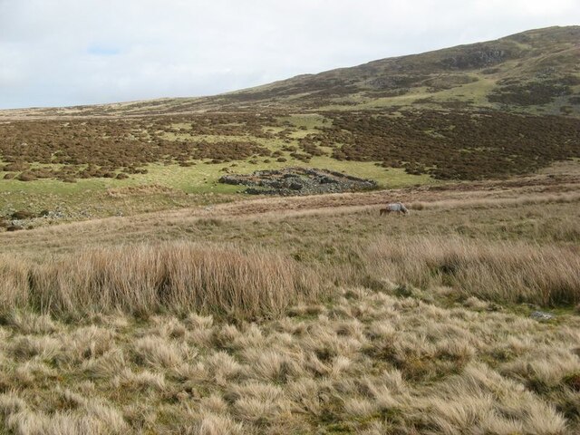 Moorland with ponies