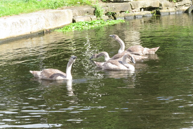 Splashing swans