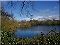 Smithy Pond, Wingerworth