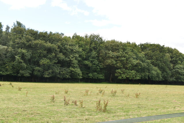 Withins Wood