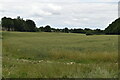 Wheat field