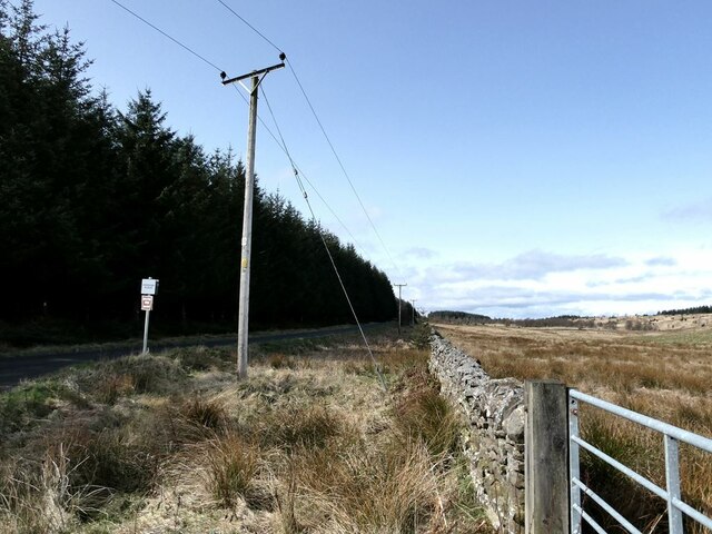 Road, wires and wall along the forest edge