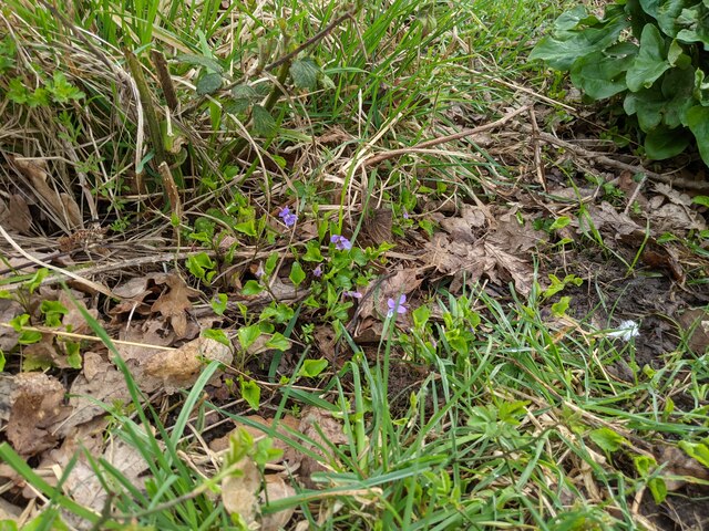Wild violets in the grass