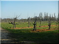 Orchard at Lathcoats Farm