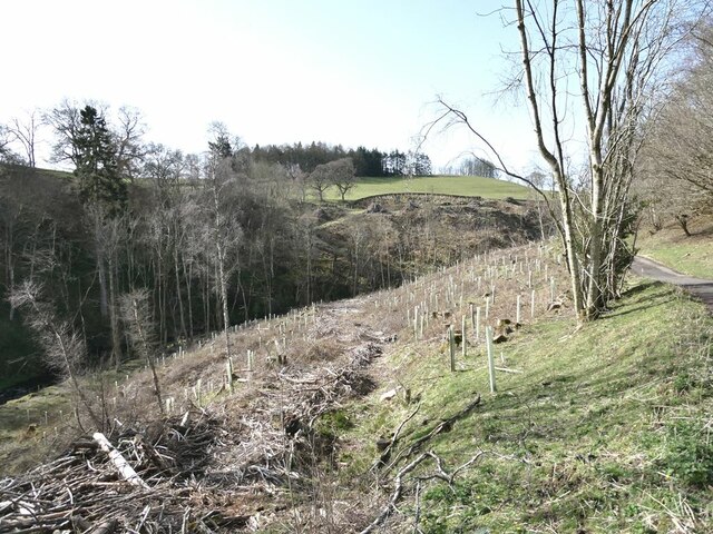 New planting in the valley of the Gofton Burn