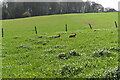 Two hares running in long grass near Broxmore Bungalow