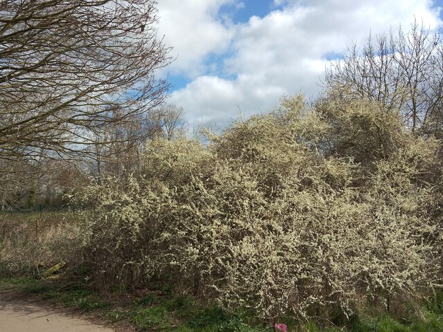 Spring blossom, Duck's Marsh, Exeter
