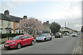 Coleridge Road: magnolia time