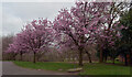 Blossom, Northcliffe Park, Shipley