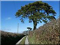 Lane to High Bickington