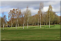 SO8994 : Birch trees on Penn Common golf course, Staffordshire by Roger  Kidd