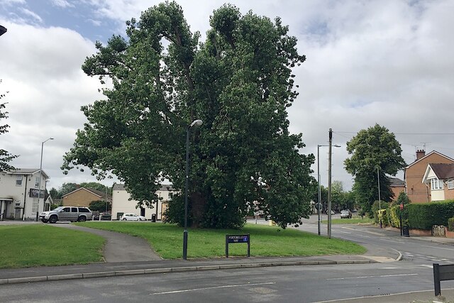 Big black poplar, Portobello, Warwick