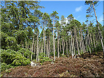 NJ4647 : Forest on Meikle Balloch by Anne Burgess