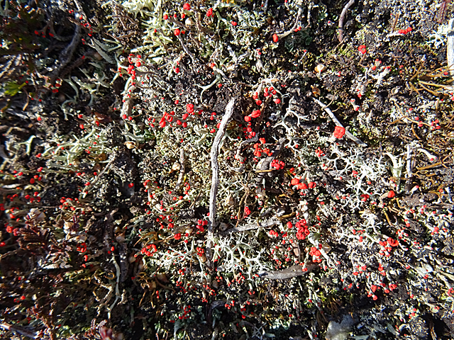 British Soldier Lichen (Cladonia cristatella)