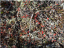 NJ4748 : British Soldier Lichen (Cladonia cristatella) by Anne Burgess